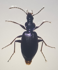 Limodromus assimilis