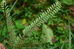 Phyllanthus chekiangensis