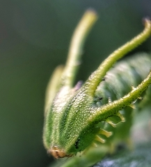Polyura hebe plautus