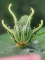 Polyura hebe plautus