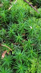 Polytrichum formosum