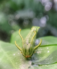 Polyura hebe plautus