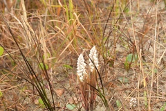 Zeuxine strateumatica