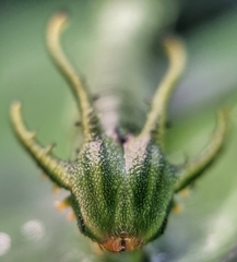 Polyura hebe plautus