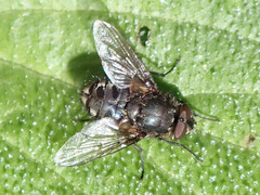 Pollenia rudis