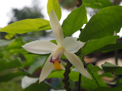 Bromheadia finlaysoniana