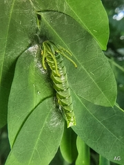 Polyura hebe plautus