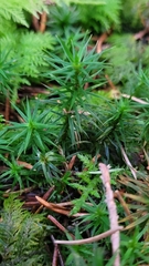 Polytrichum formosum