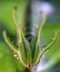 Polyura hebe plautus