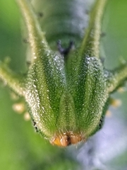 Polyura hebe plautus