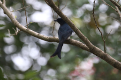 Dicrurus caerulescens