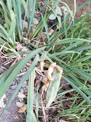 Iris missouriensis