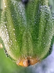 Polyura hebe plautus