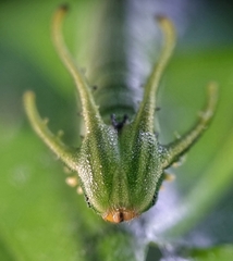 Polyura hebe plautus