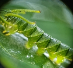 Polyura hebe plautus