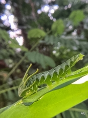 Polyura hebe plautus
