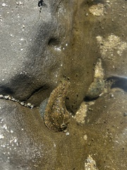 Dolabrifera nicaraguana