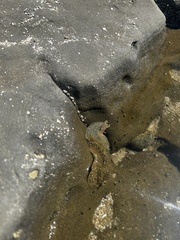 Dolabrifera nicaraguana