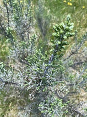 Ozothamnus cupressoides