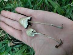 Panaeolopsis