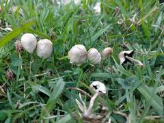 Panaeolopsis