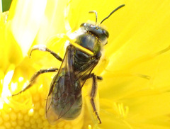 Lasioglossum viride