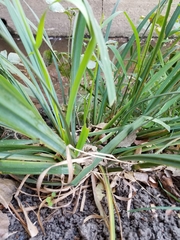 Iris missouriensis
