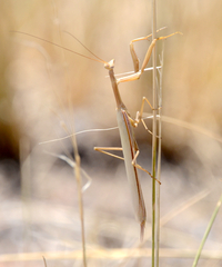 Coptopteryx argentina