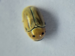 Cryptocephalus decemnotatus