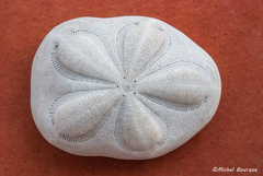 Clypeaster rosaceus