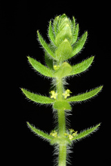 Cruciata pedemontana