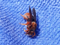 Rhodanthidium sticticum