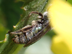 Lasioglossum viride