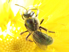 Lasioglossum viride
