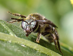 Lasioglossum viride