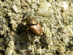 Palaeonthophagus