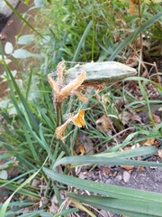 Iris missouriensis