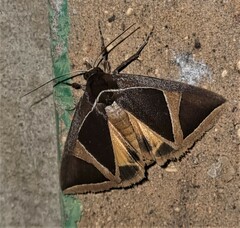 Agamana conjungens