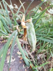 Iris missouriensis