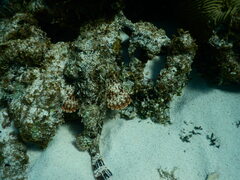 Scorpaenidae