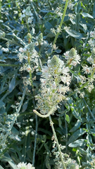 Reseda alba