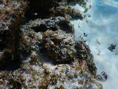Scorpaenidae