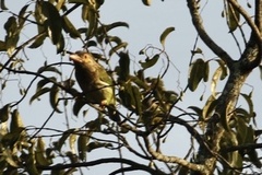 Psilopogon zeylanicus