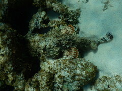 Scorpaenidae