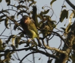 Psilopogon zeylanicus