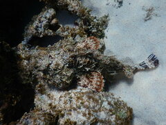 Scorpaenidae