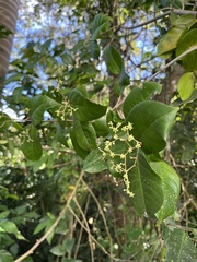 Hippocratea volubilis