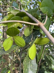 Hippocratea volubilis