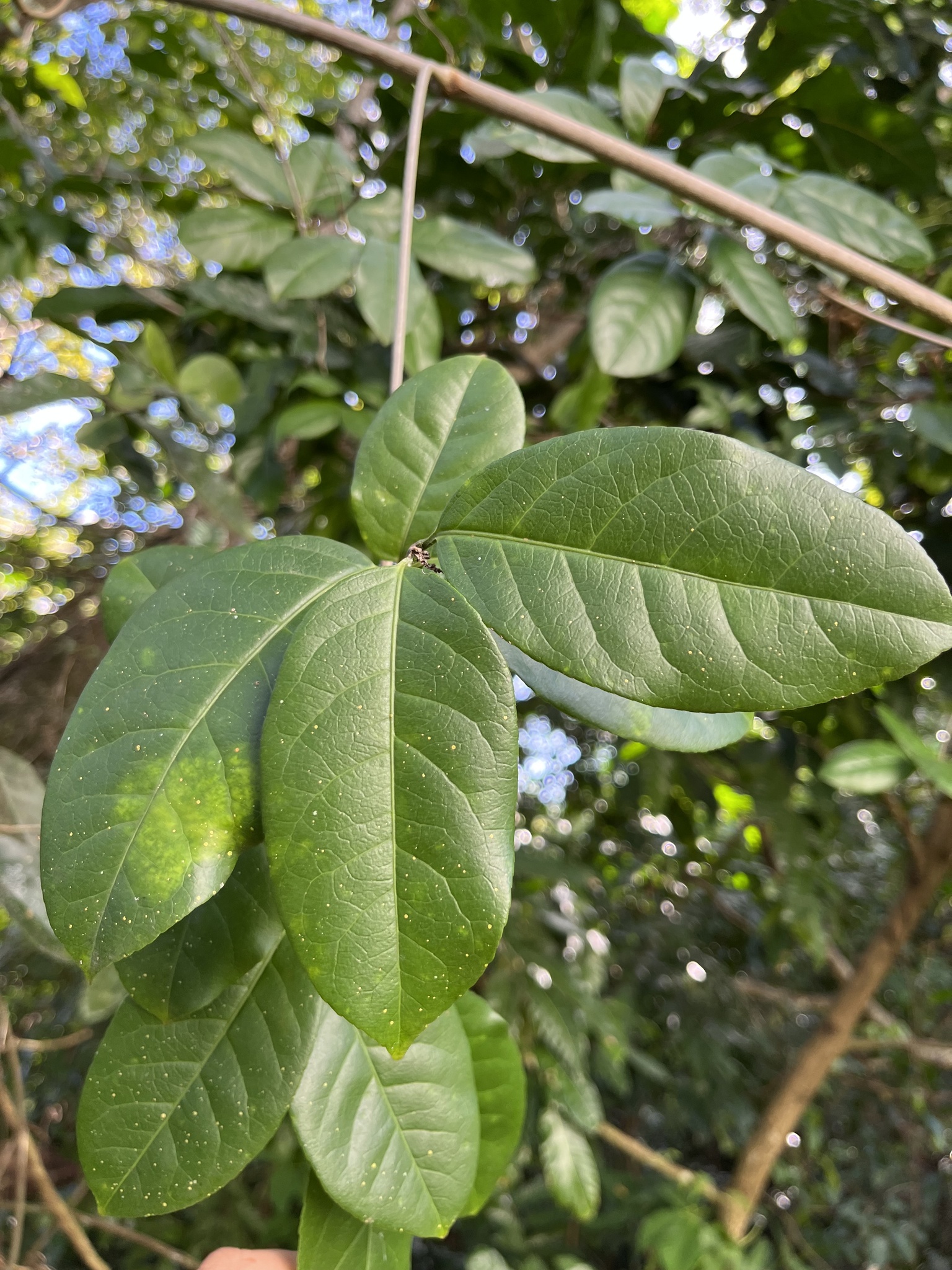 Hippocratea volubilis L.