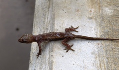 Gekkota
